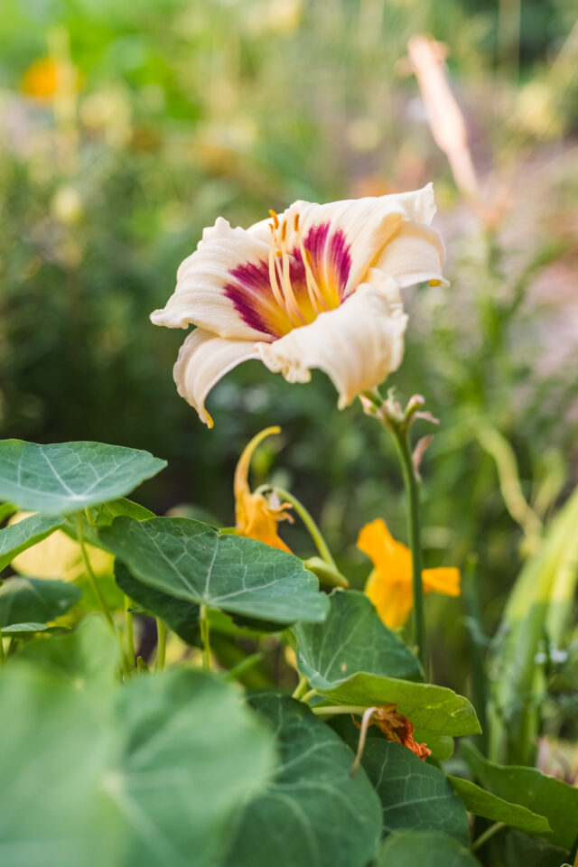 Taglilien-Blüte im essbaren Blumenbeet