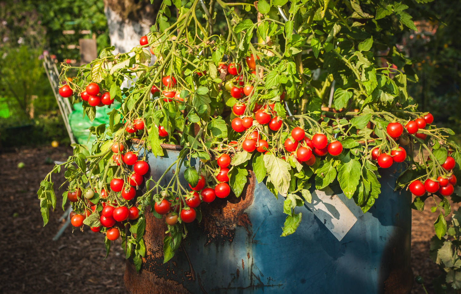 Tomaten pflanzen im Topf