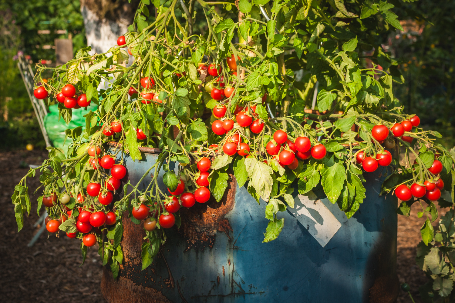 Tomaten pflanzen im Topf