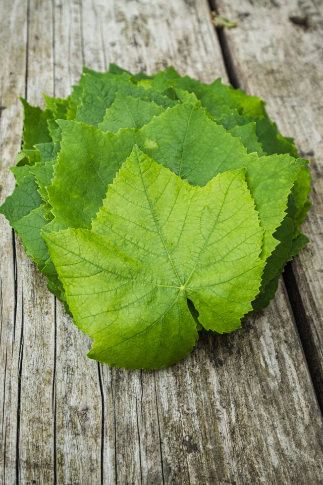 frische Weinblätter verwenden für gefüllte Weinblätter