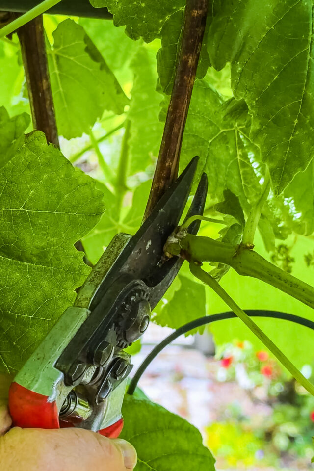 Sommerschnitt: Triebe ohne Trauben entfernen