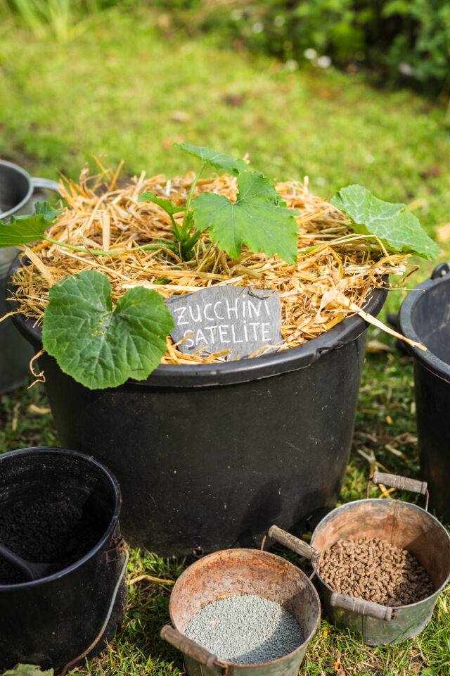 Zucchini pflanzen im Topf, Sortenempfehlung Satelite
