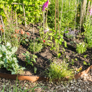 Essbares Staudenbeet anlegen