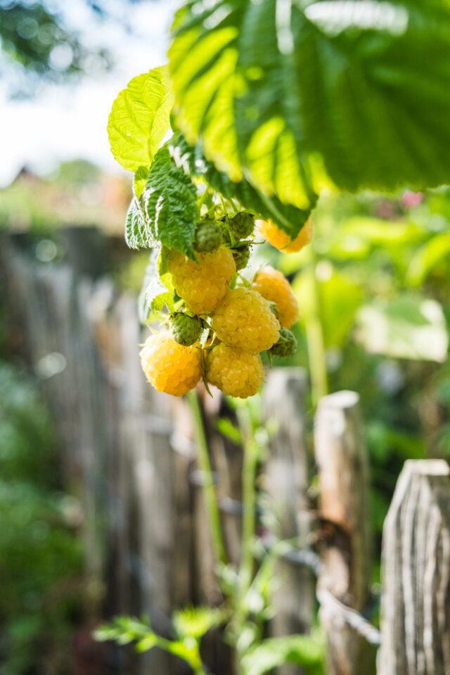 Himbeeren am essbaren Zaun