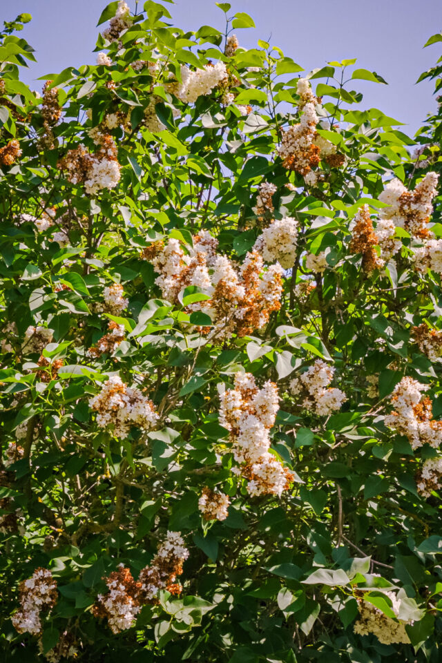braune Fliederblüten, jetzt Flieder zurückschneiden