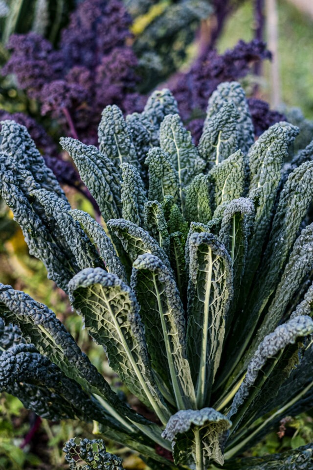 Wintergemüse anbauen - Palmkohl