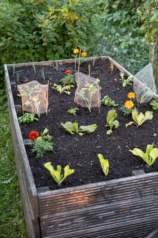 Hochbeet Pflanzplan: fertig bepflanztes Winterhochbbeet