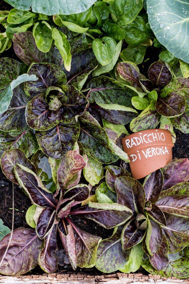Wintergemüse Radicchio di Verona