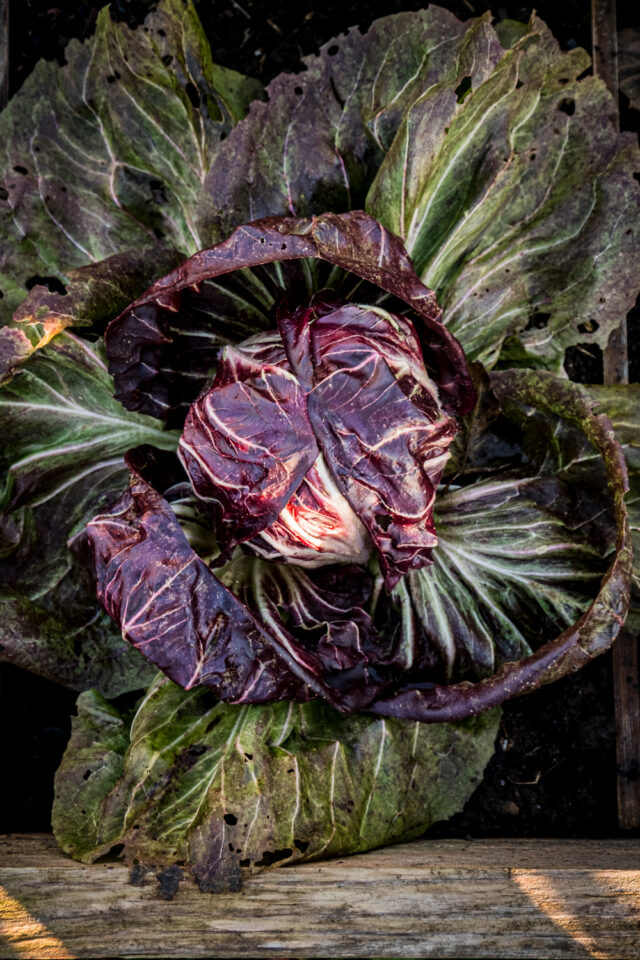 Radicchio Salat