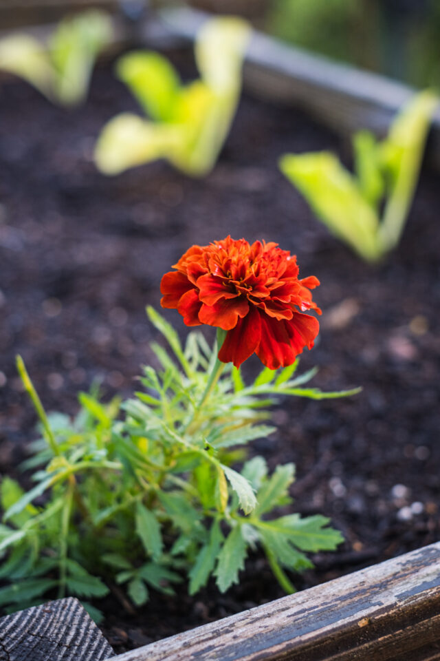 Tagetes im Hochbeet für Bodengesundheit
