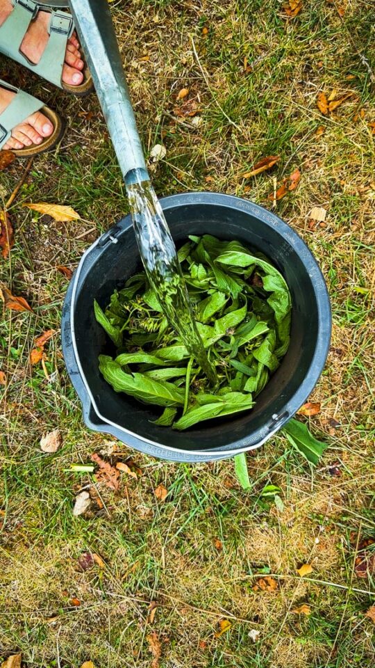 DIY Kaliumdünger: Beinwelljauche ansetzen