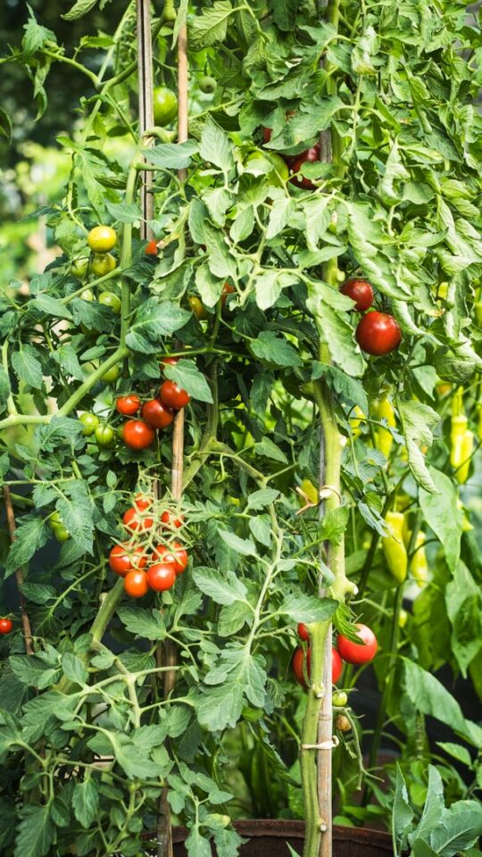 Tomatenblätter als natürlichen Sonnenschutz nutzen