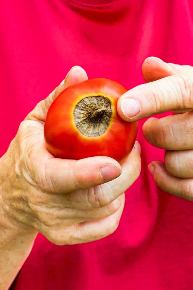 Blütenendfäule an Tomate