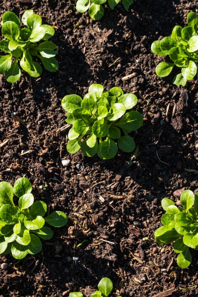 Feldsalat, das perfekte Gemüse für den winterfesten Garten