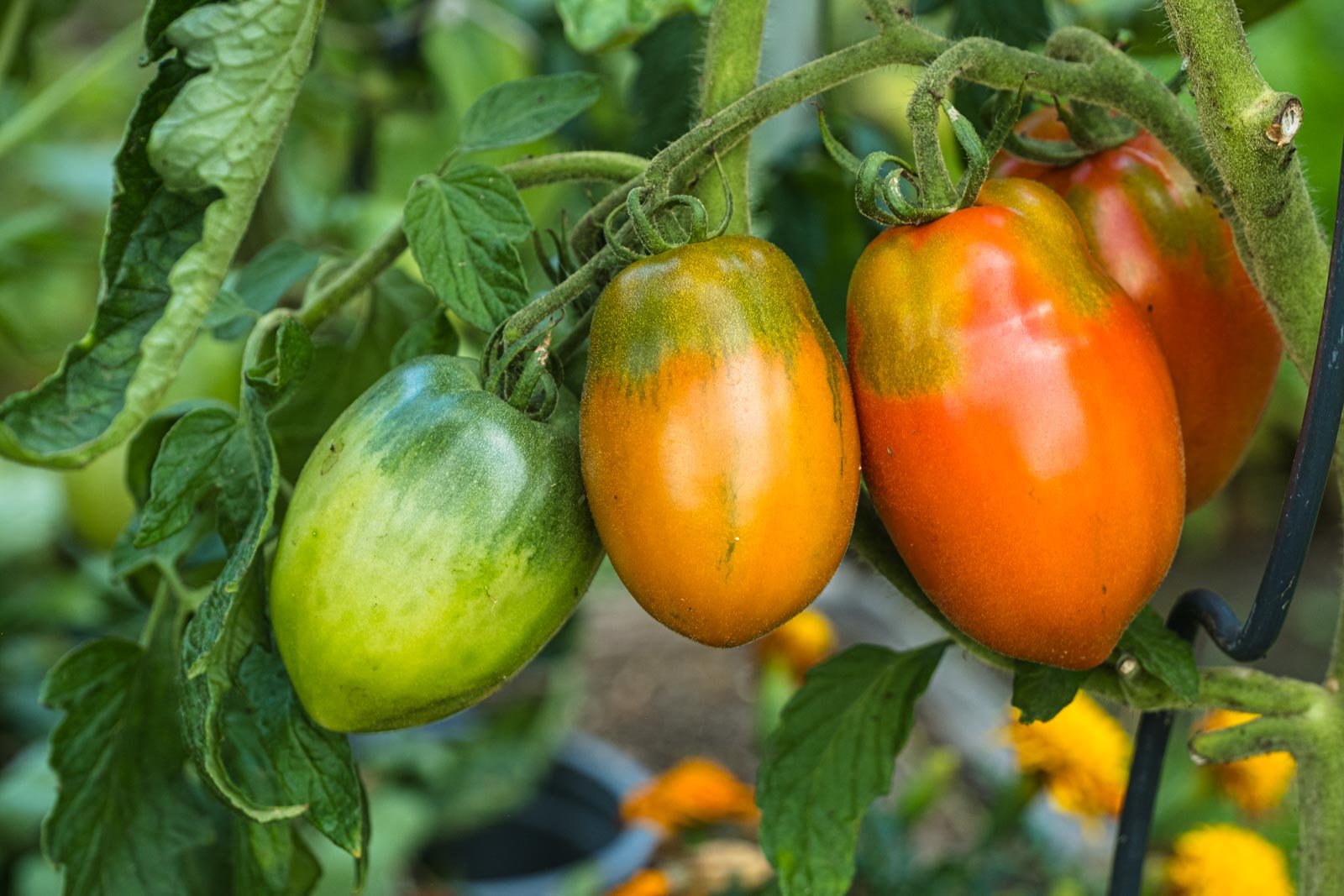 Tomaten werden nicht rot: Ursachen und Lösungen!
