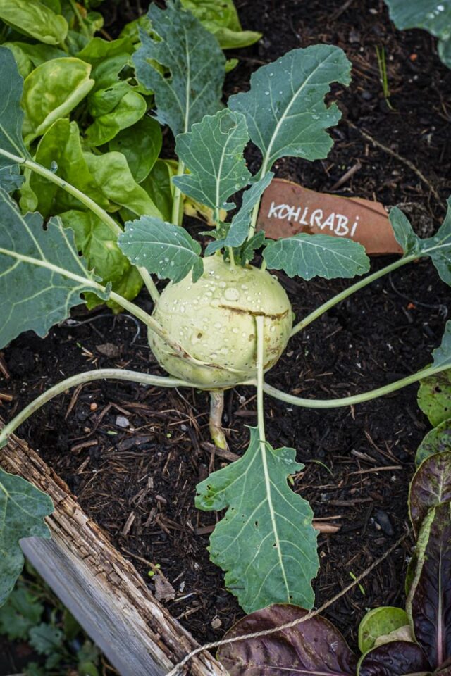 Kohlrabi erstaunlich winterfest