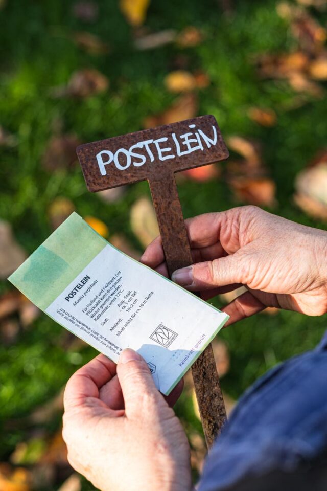 Postelein Aussaat, Gemüse für den winterfesten Garten