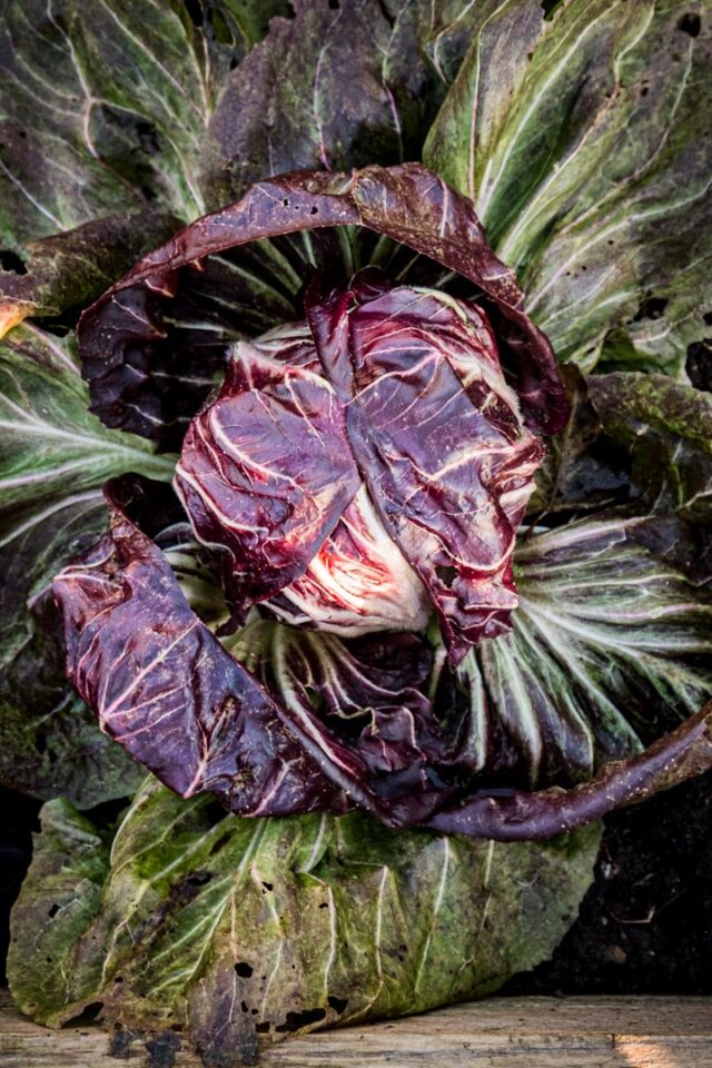 Radicchio mein liebstes Wintergemüse