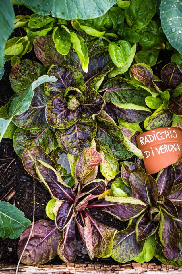 Radicchio di Verona