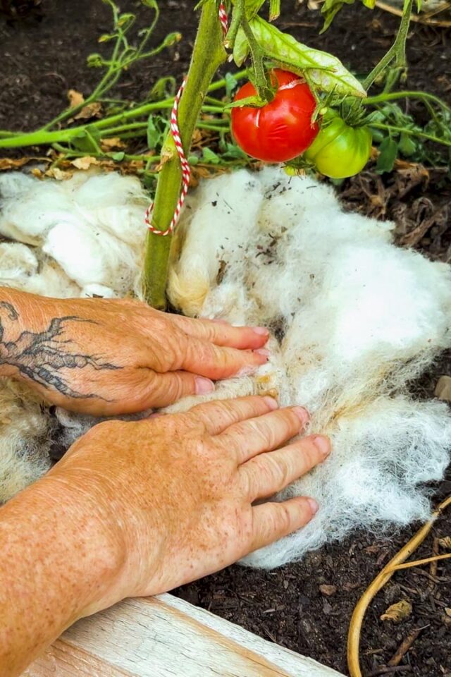 Tomaten werden nicht rot: mulchen mit Schafwolle