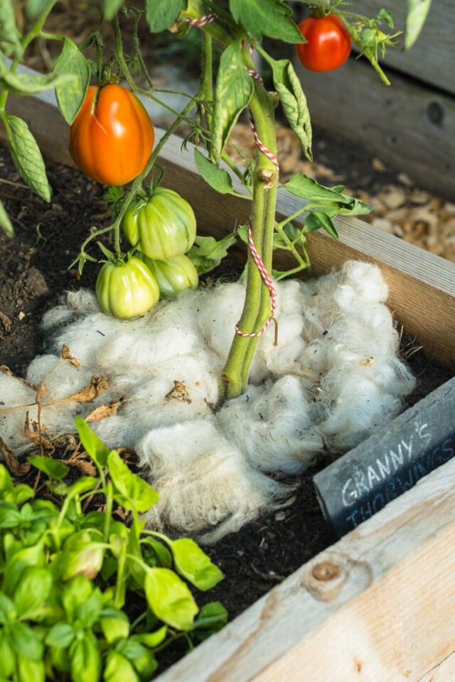 Schafswolle als Wasserspeicher an Tomatenpflanze
