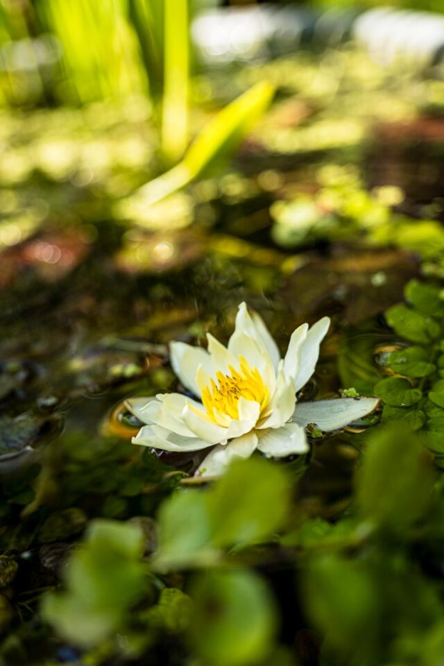 kleine Zwerg-Seerose (Nymphaea tetragona)