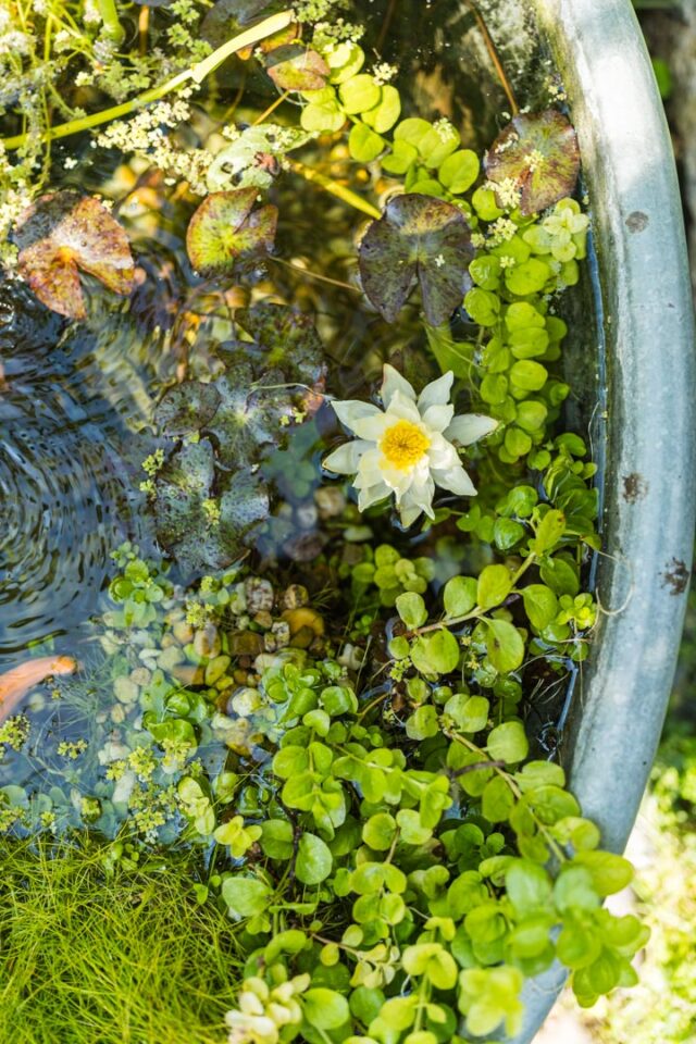 Miniteich in Zinkwanne mit Zwerg-Seerose