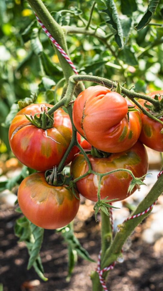 Tomate 'Schlesische Himbeere' mit Grünkragen