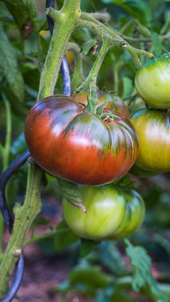 Tomate 'Noir de Crimée' mit genetisch bedingtem Grünkragen
