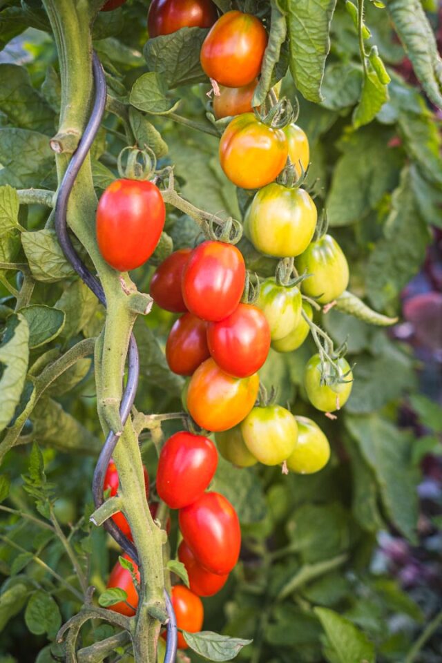 Die 'Zuckertraube' ist eine Tomate die nicht zum platzen neigt