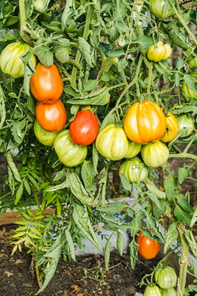 Große Fleischtomaten