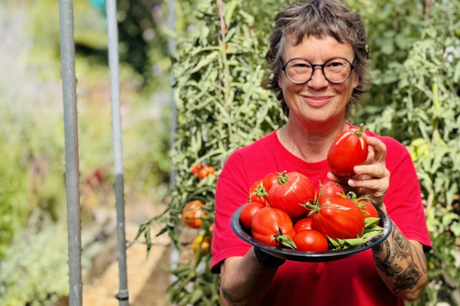 Deine Tomaten platzen auf – warum passiert das und was kannst du dagegen tun?