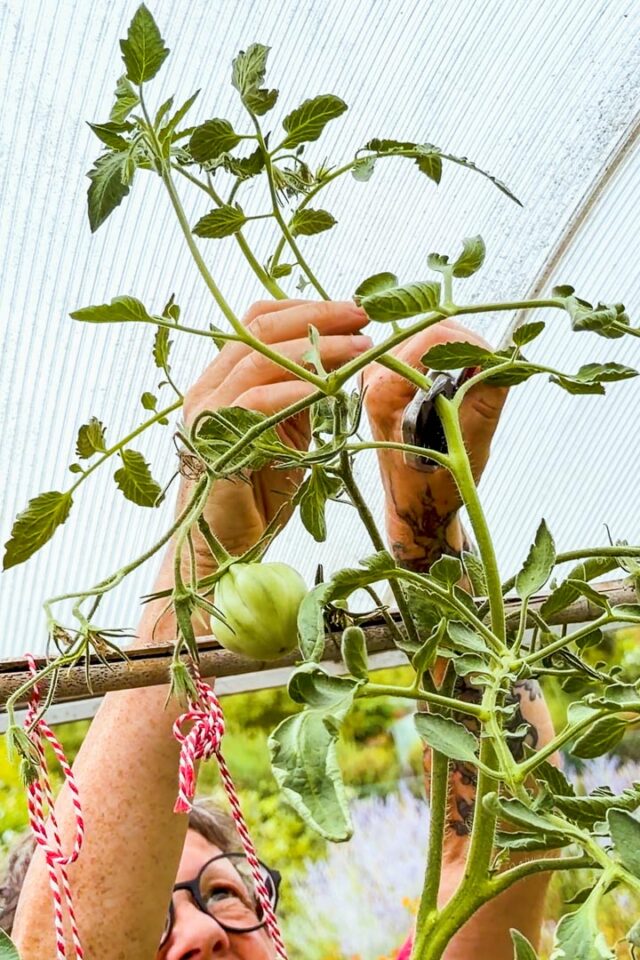 Pflege-Tipps für Tomaten im August: Spitze kappen