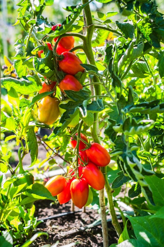 Tomatenpflanze mit vielen reifen Früchten