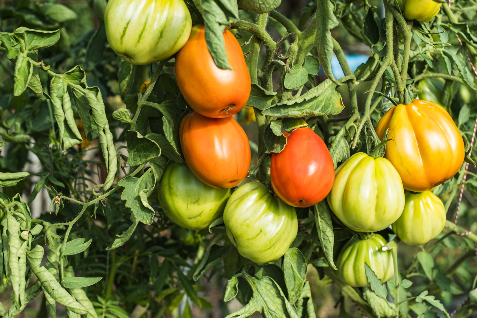 Pflege-Tipps für Tomaten im August!