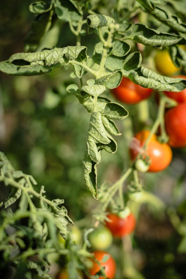 eingerolltes Tomatenblatt