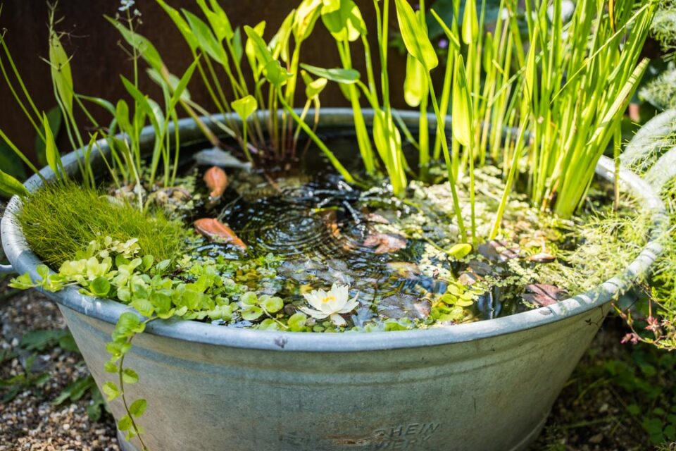 kleiner Teich mit Pflanzen und Mini- Springbrunnen