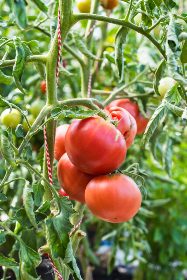 die Tomaten 'Schlesische Himbbeere' neigt leider zum platzen