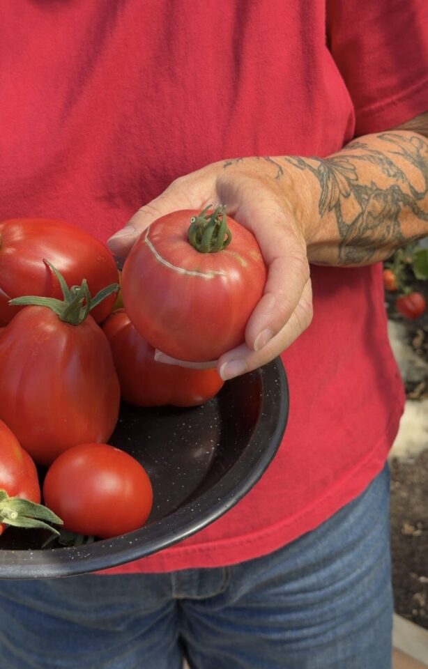 Tomaten platzen konzentrischer Riss