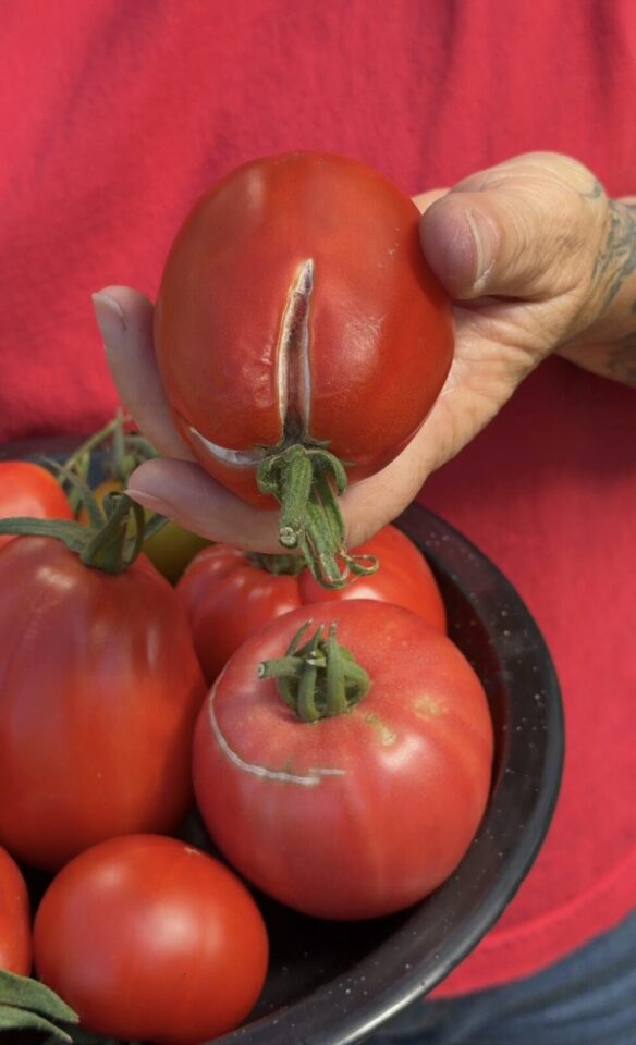 tomaten platzen
