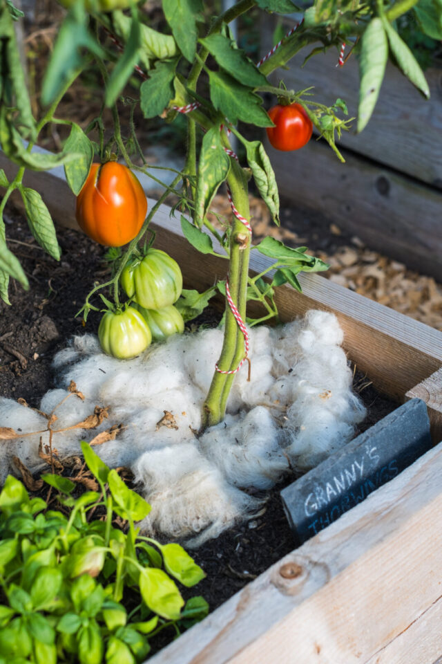 Tomaten mit Schafwolle mulchen