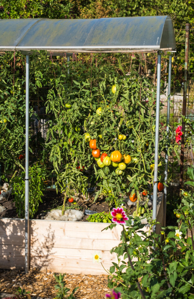 Tomaten unter einem Tomatendach