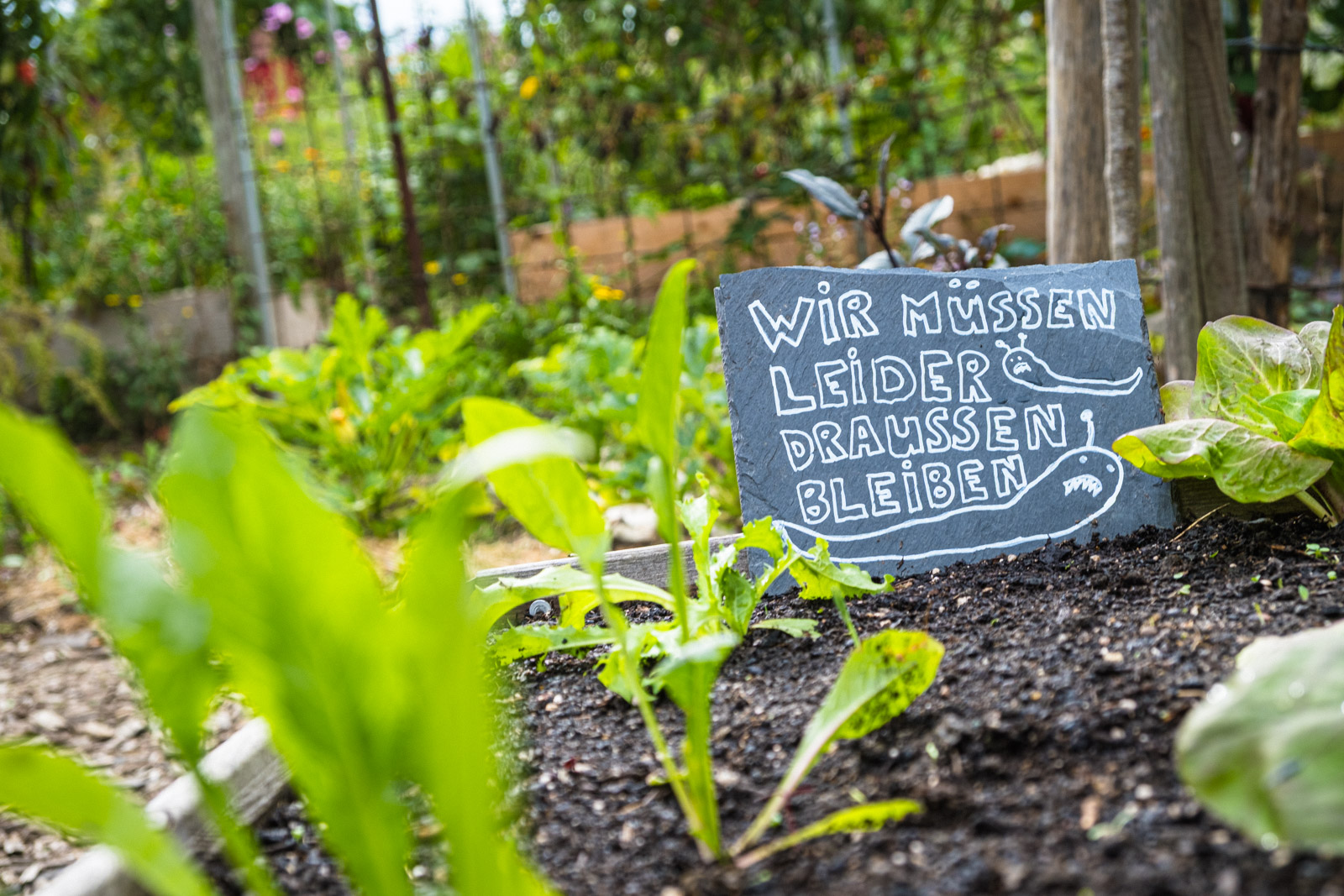 Schnecken im Garten: Natürliche Lösungen finden!