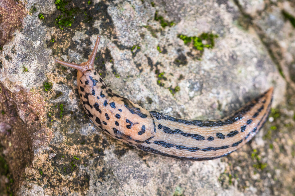 Tigerschnegel, natürlicher Feind von Nacktschnecken
