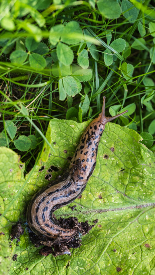 Tigerschnegel, Feind der Nacktschnecke